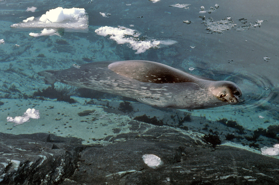 Weddell Seal Adaptations